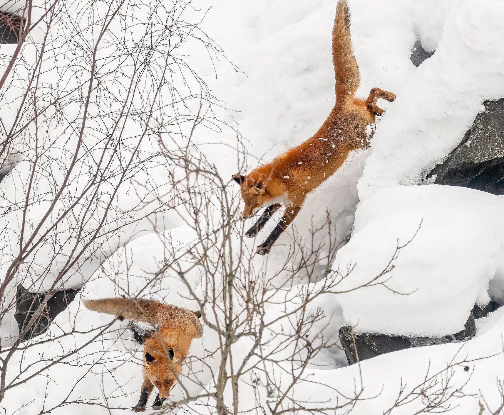 Санитарами Петрозаводска становятся лисы