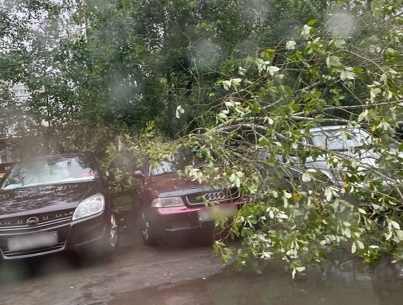 Двое жителей Пудожа получат компенсацию после падения дерева на их автомобили