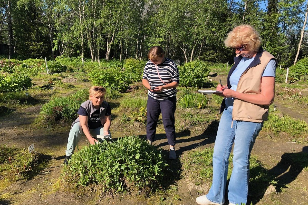 Правильное освещение может повысить урожайность сельхозкультур и снизить стоимость