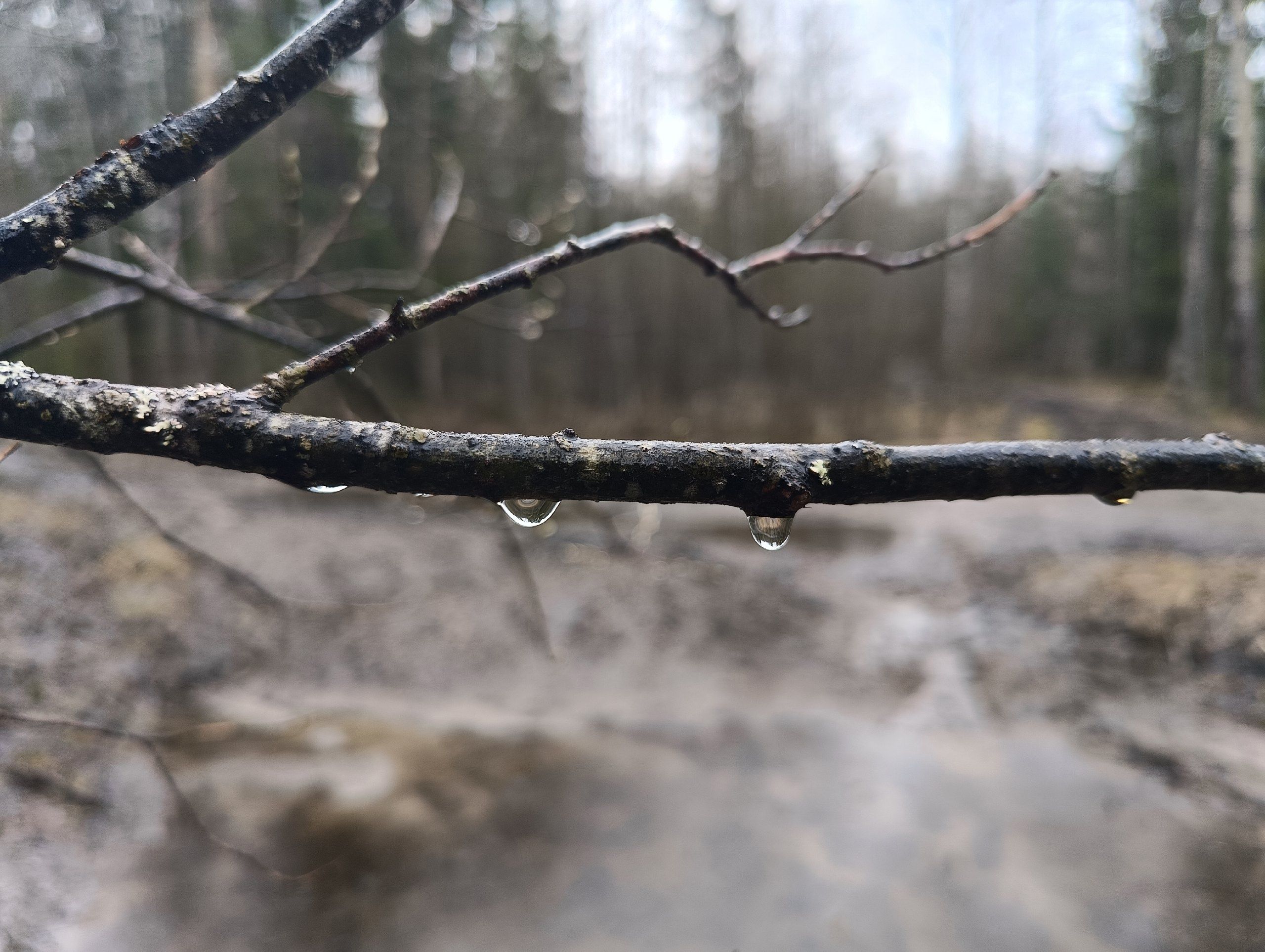 Плюсовая температура и сильный ветер: прогноз погоды на 2 декабря