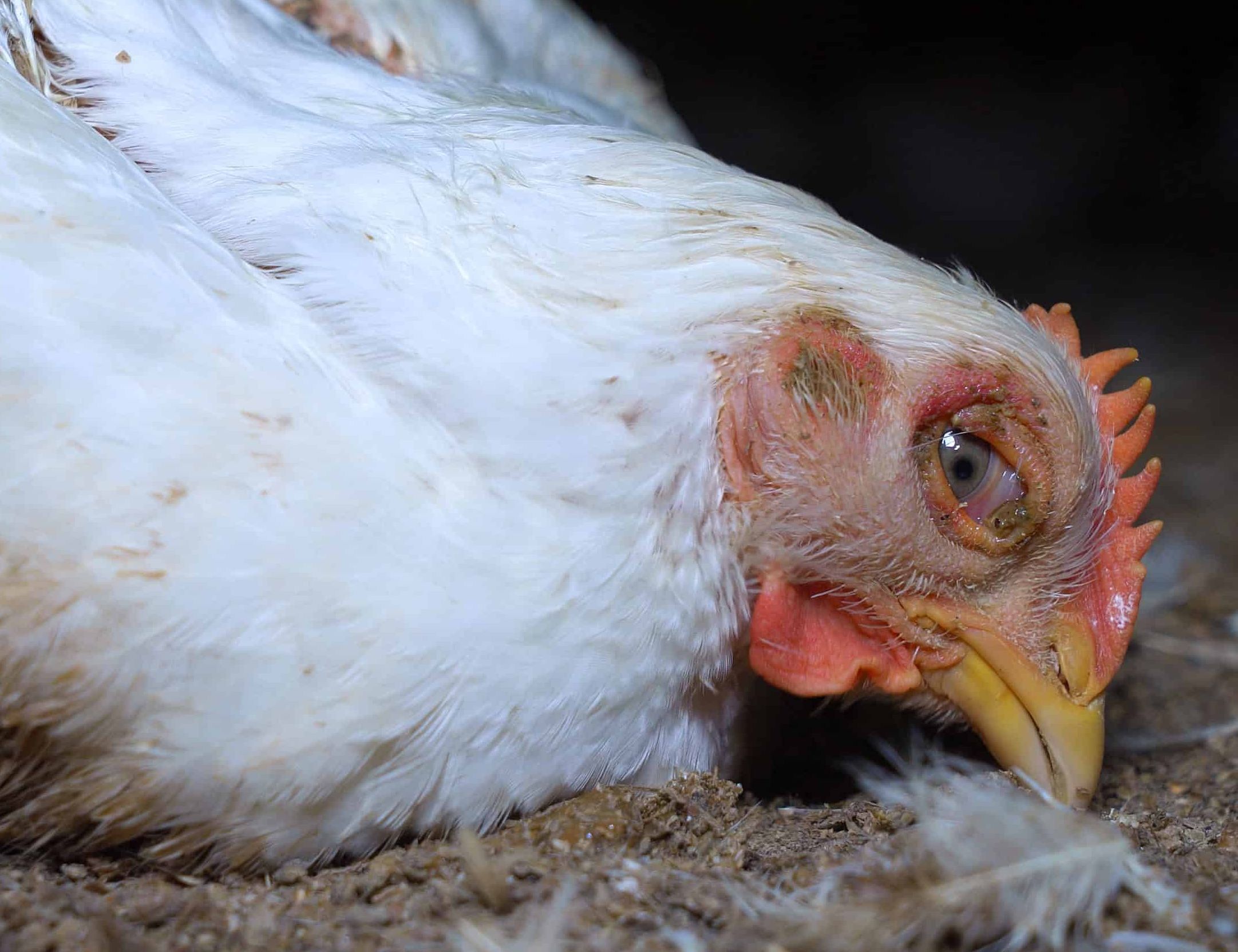 На ферме в Карелии выявлена опасная болезнь птиц