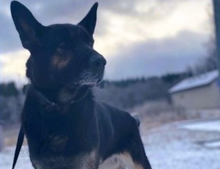 Собак-пенсионеров пристраивает МВД Карелии