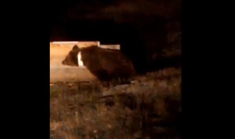 Медведица с GPS-ошейником залегла в спячку