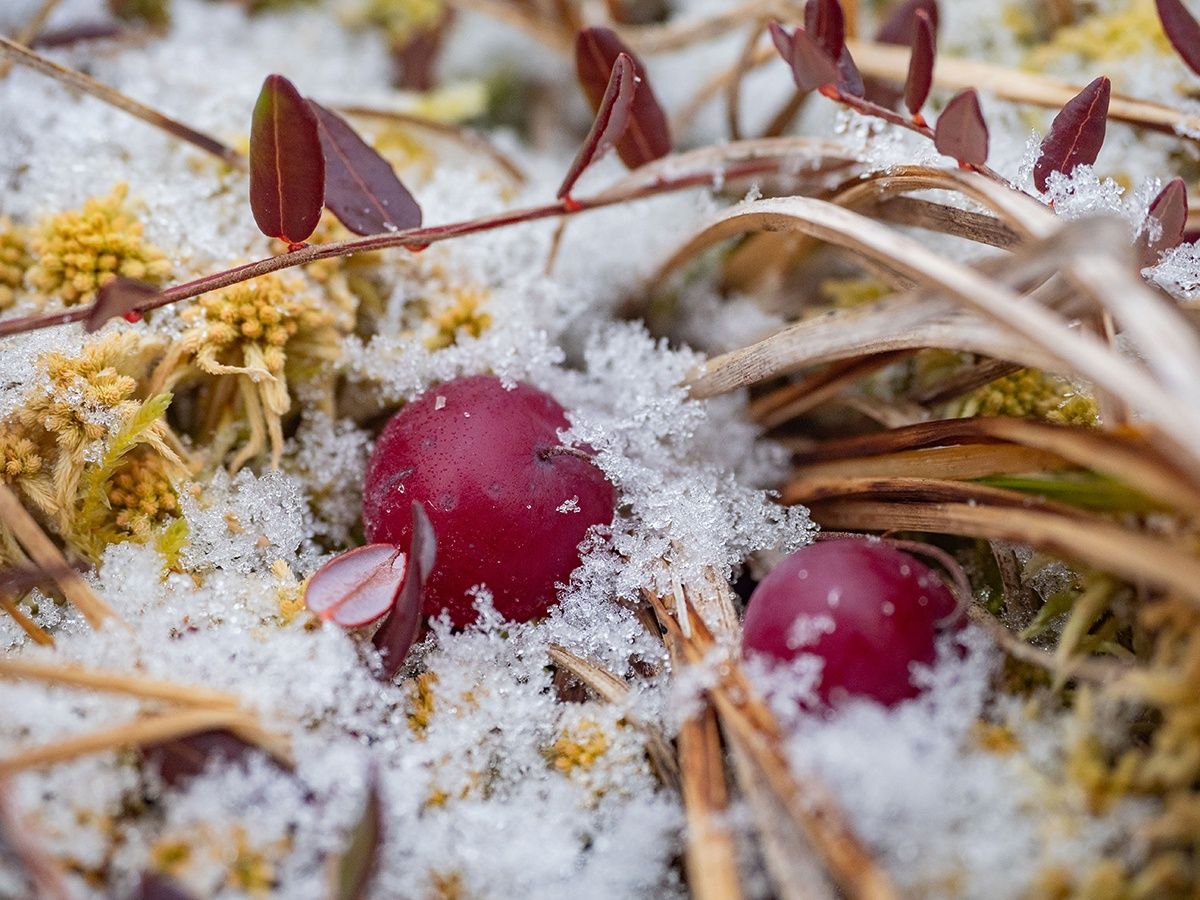 Карельские синоптики подвели итоги ноября и сделали прогноз на декабрь