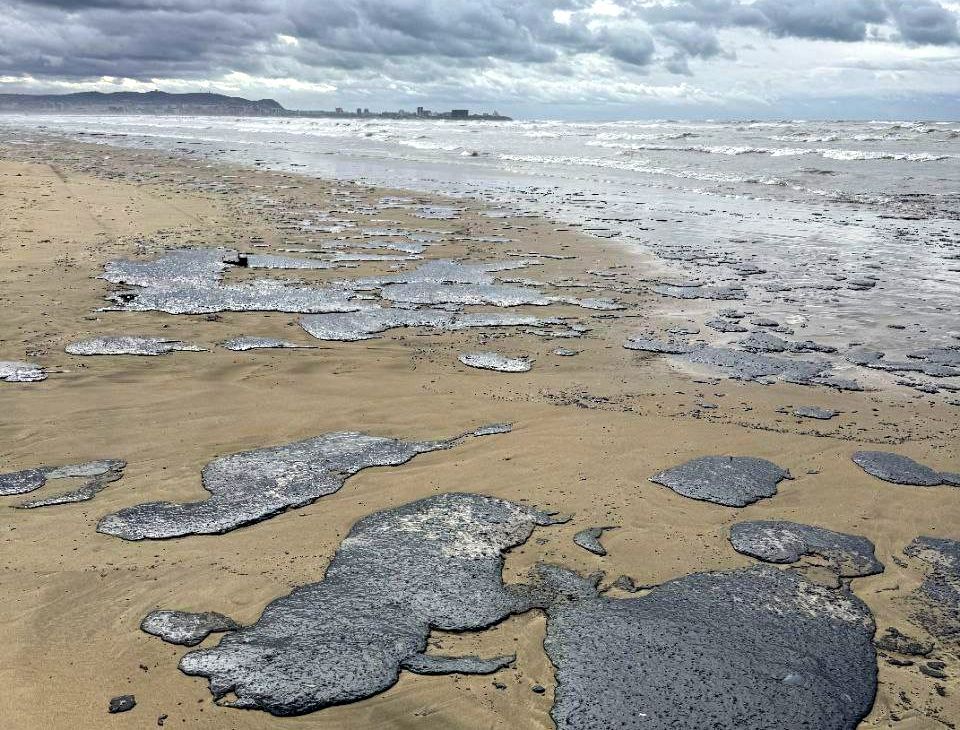 Мертвые дельфины, мазутные пляжи. На Черном море продолжают устранять последствия экологической катастрофы
