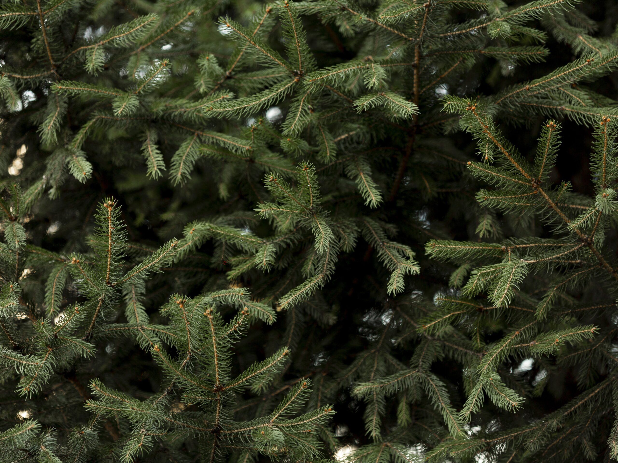 Петрозаводчанка хотела купить новогоднюю ёлку, но стала жертвой мошенников