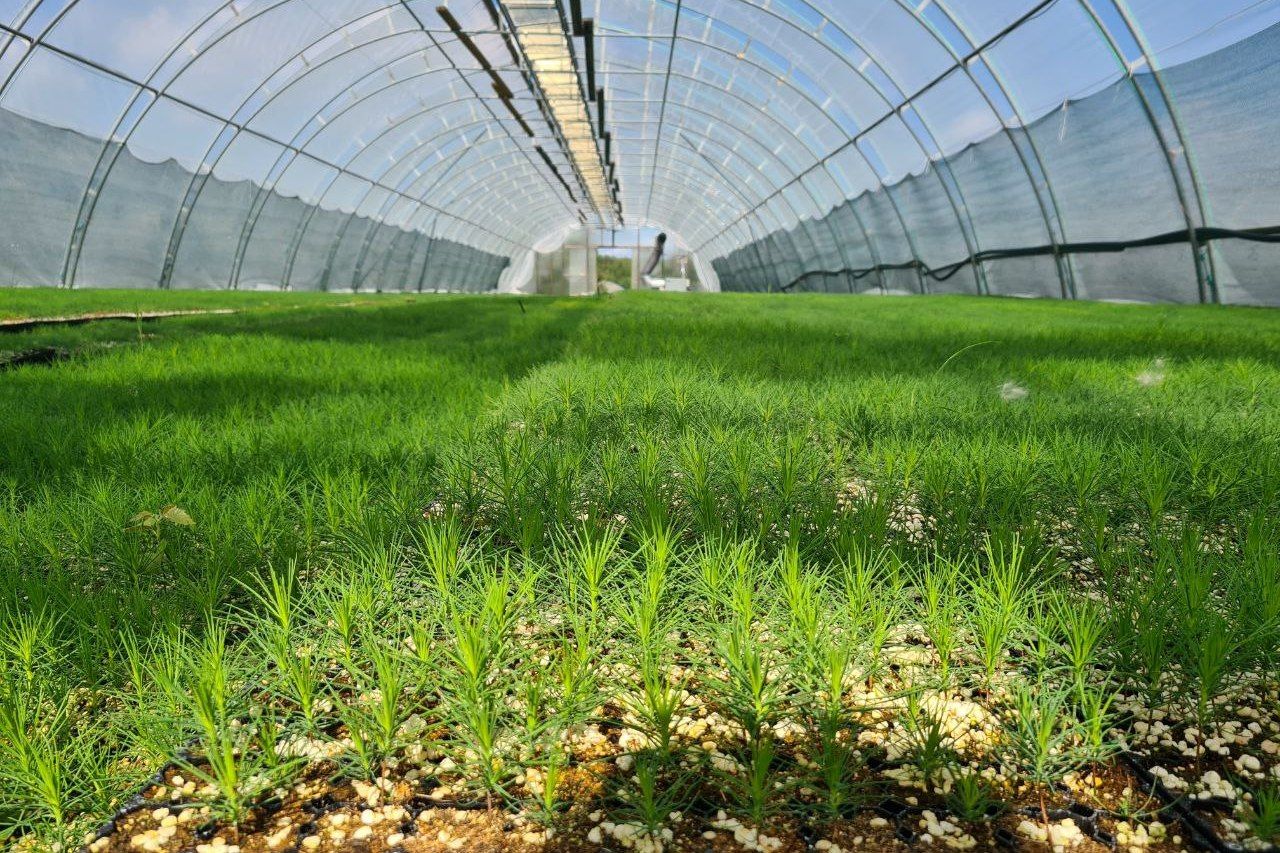 Карелия выполнила все задачи национального проекта «Экология» в области лесного хозяйства