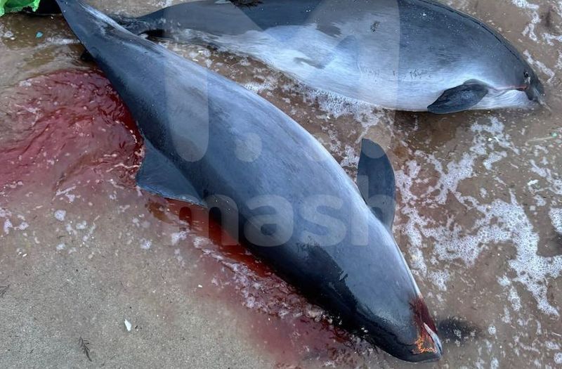 Еще 13 мертвых дельфинов найдены на побережье Черного моря в Краснодарском крае