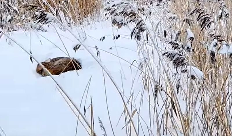 Лыжники на Сямозере встретили спящую рысь и успели снять видео