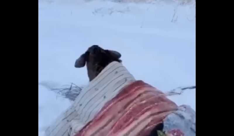 Лось провалился под воду в соседнем с Карелией регионе