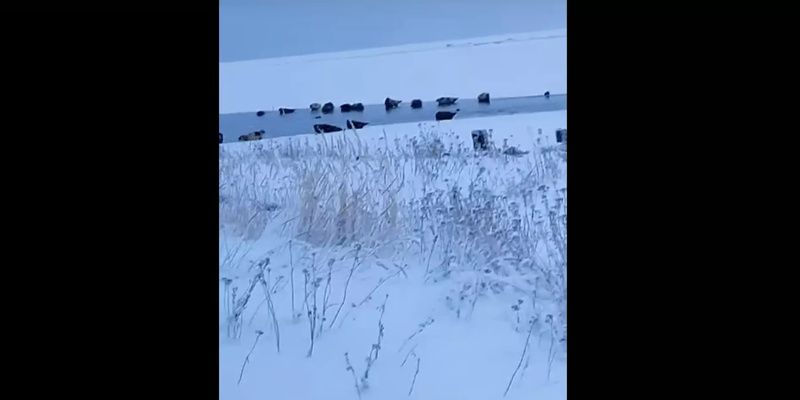 В Беломорске на видео сняли стаю тюленей