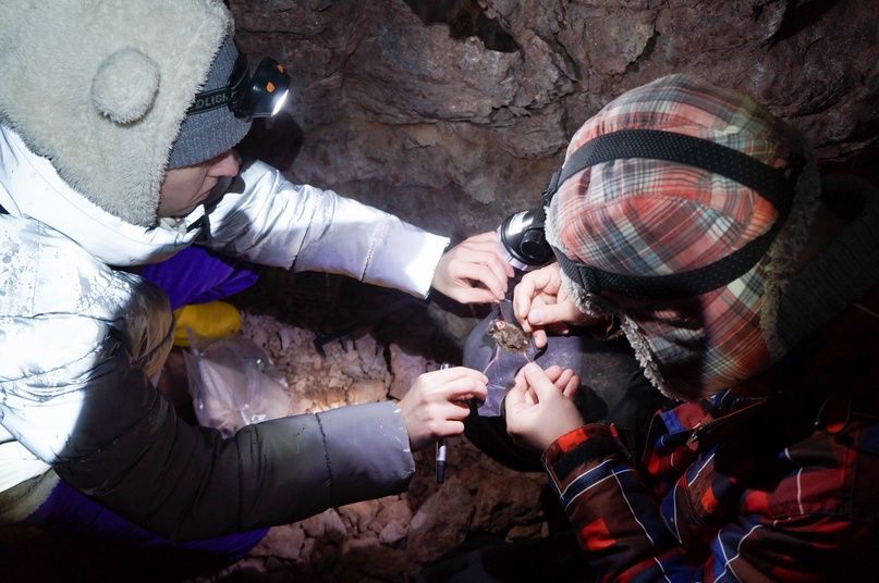 Карельские биологи приняли участие в глобальном исследовании заболевания летучих мышей