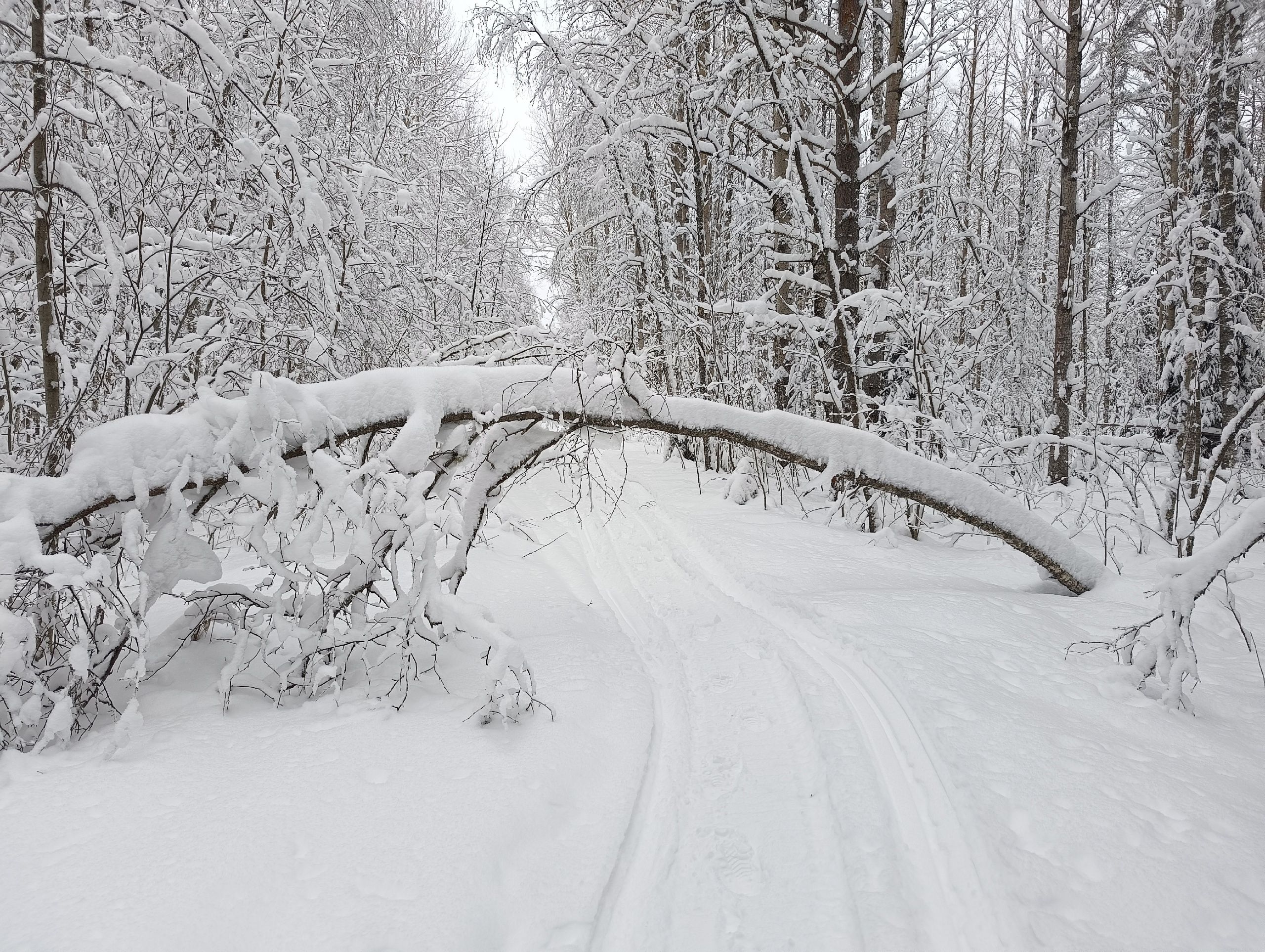 Ночью до минус 27. Прогноз погоды в Карелии на 4 января