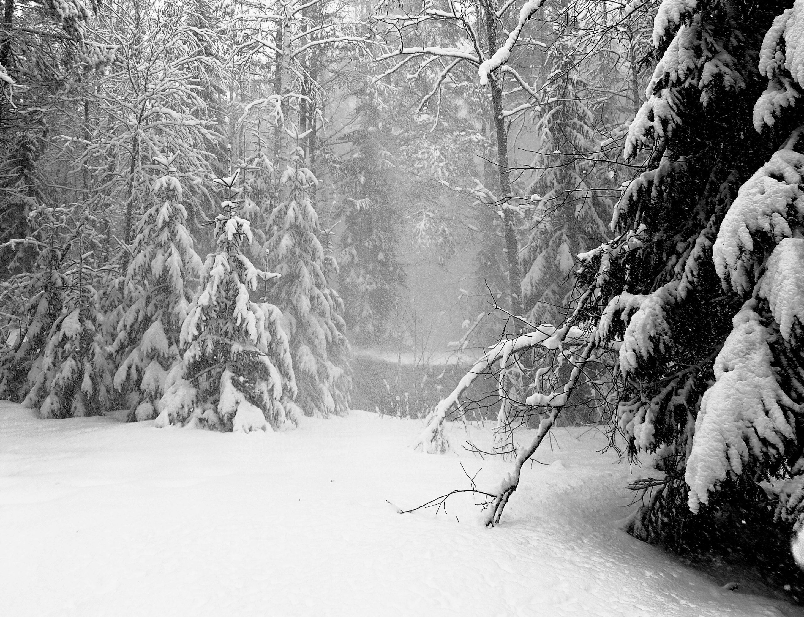 Синоптики рассказали, когда в Карелии похолодает и выпадет снег
