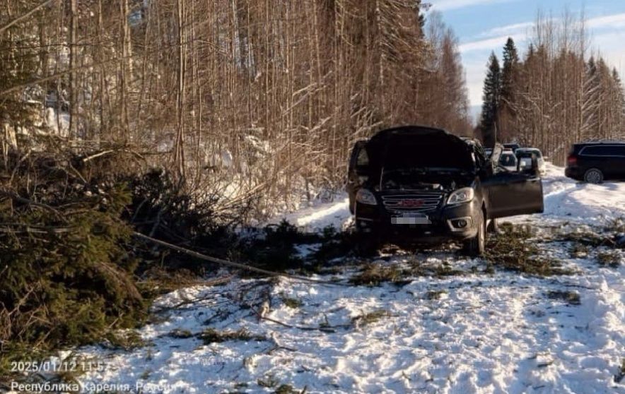 Стали известны подробности происшествия в Сортавальском районе, где водителя убило упавшим деревом