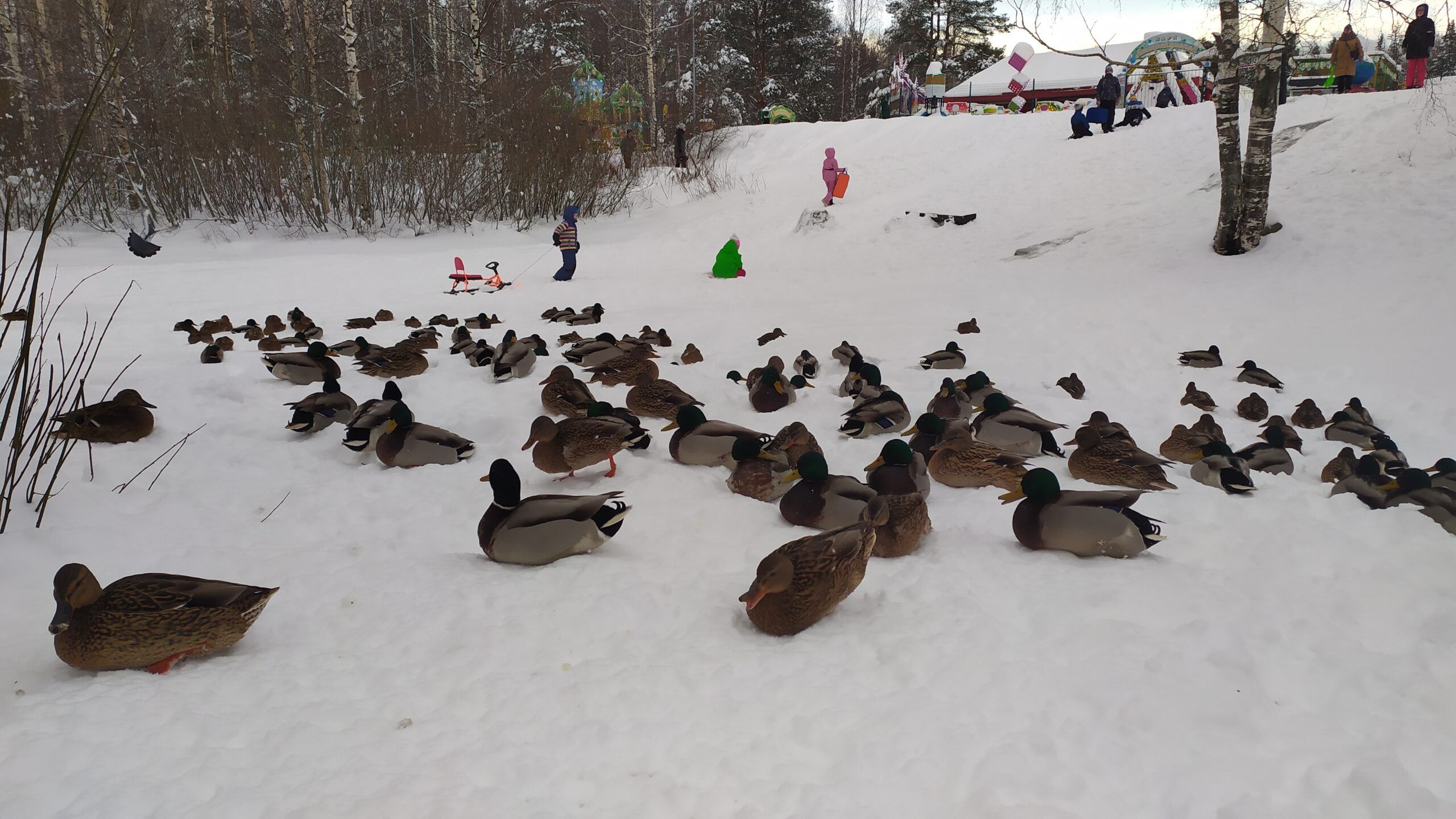 Жителей Карелии просят принять участие в подсчете водоплавающих птиц