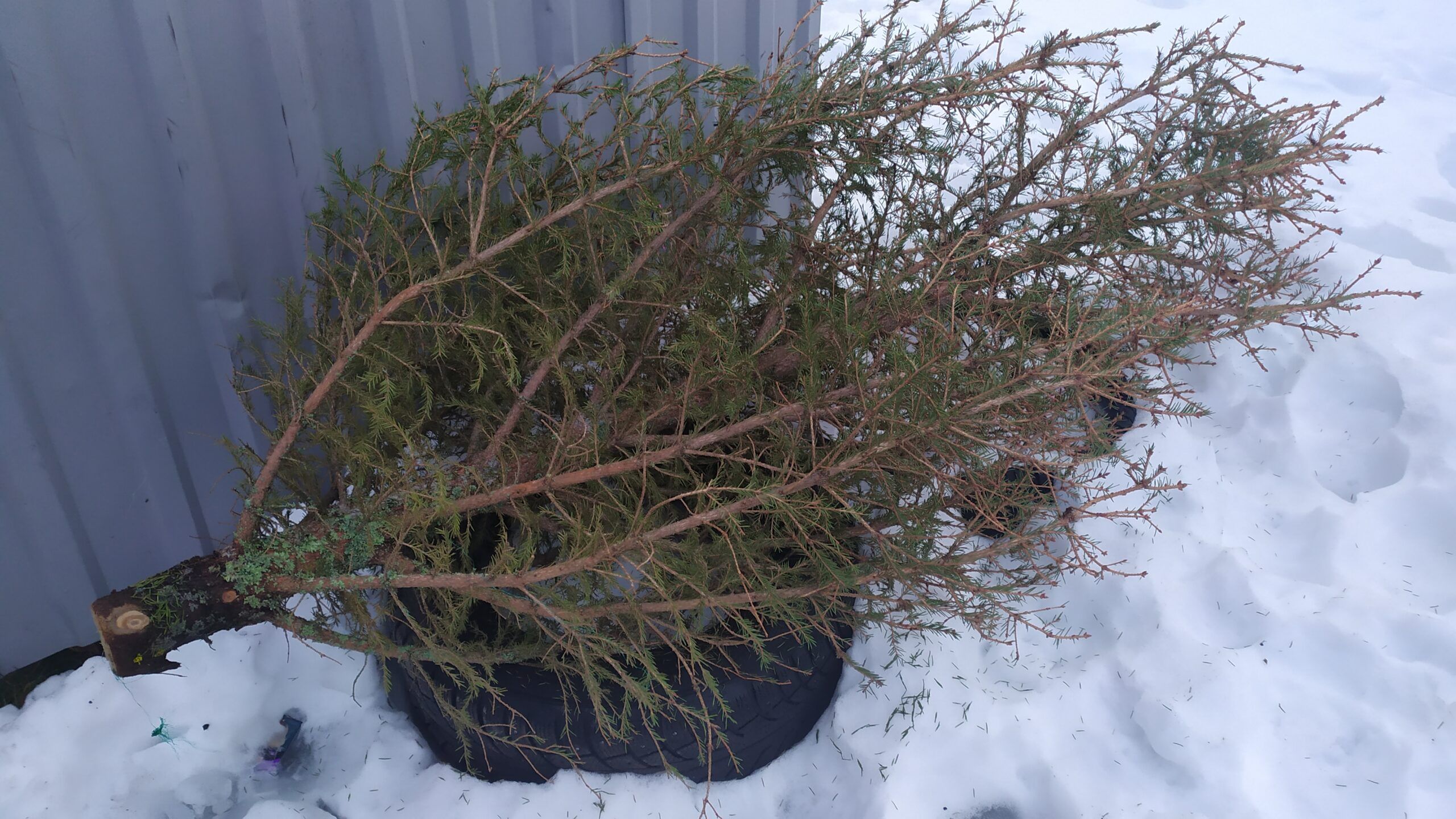 В Петрозаводске запустили акцию «Елочный круговорот»