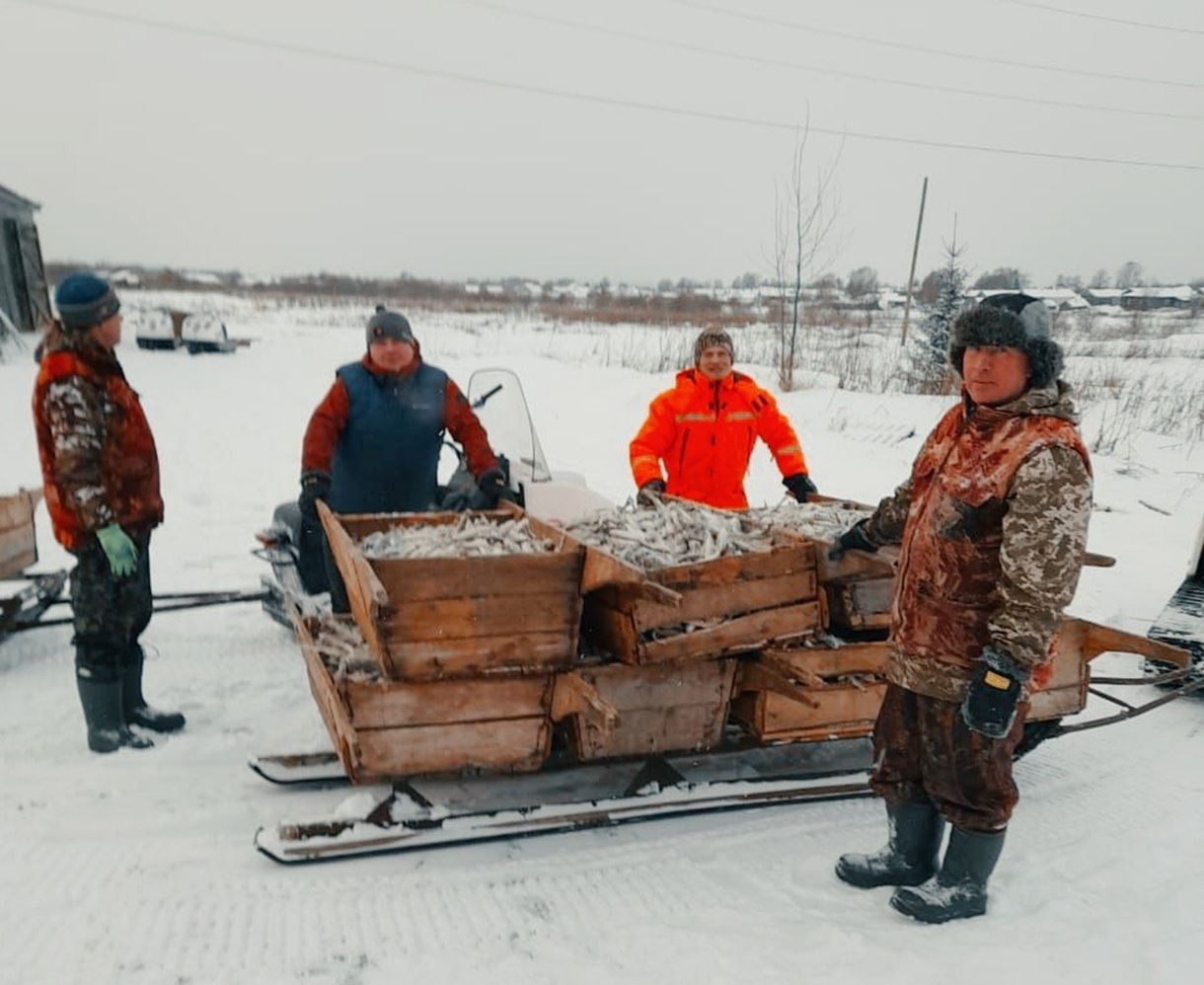 Первые уловы наваги появятся в магазинах Карелии