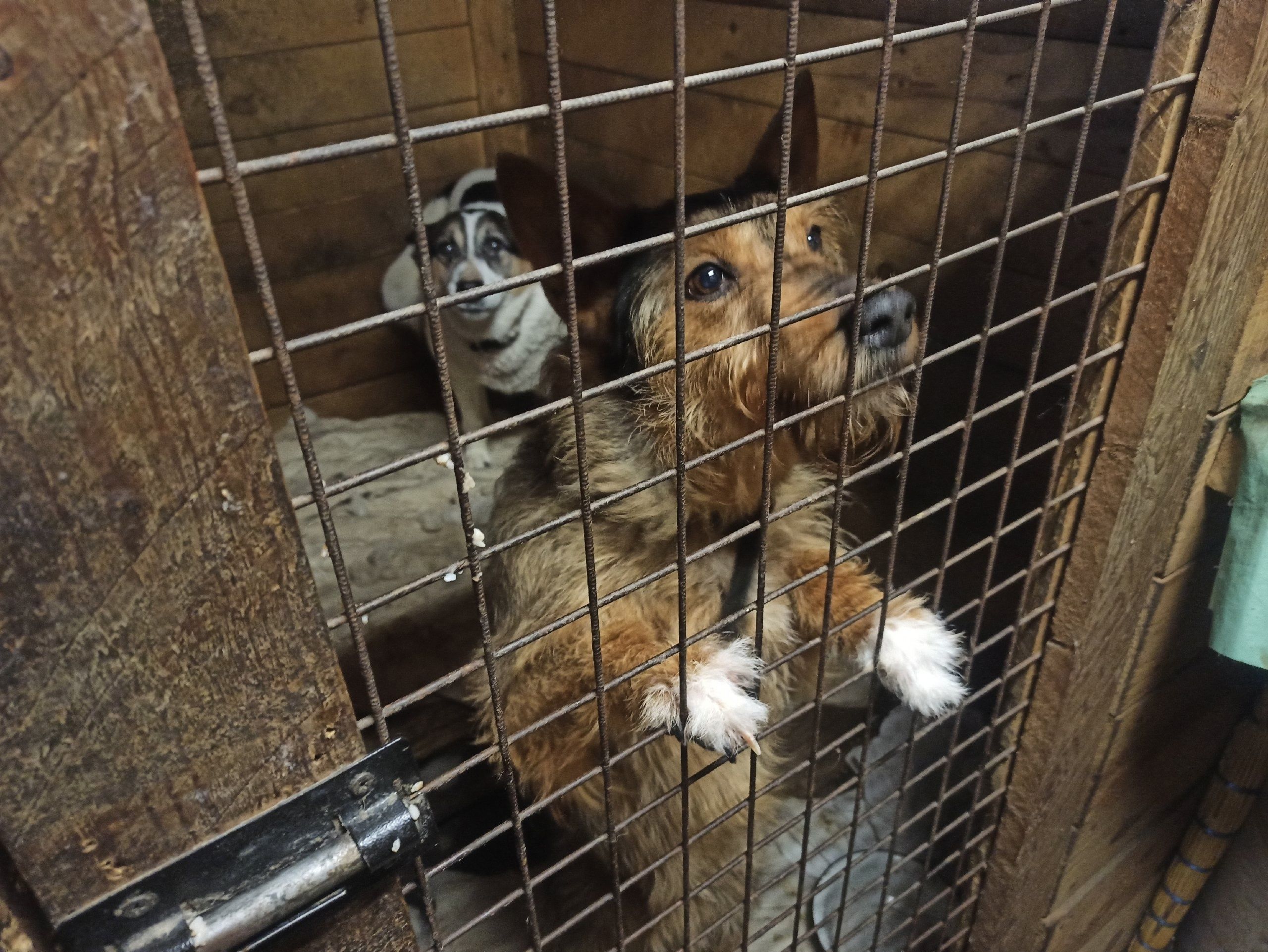 Почти триста собак и кошек пристроил Петрозаводский общественный приют в 2024 году