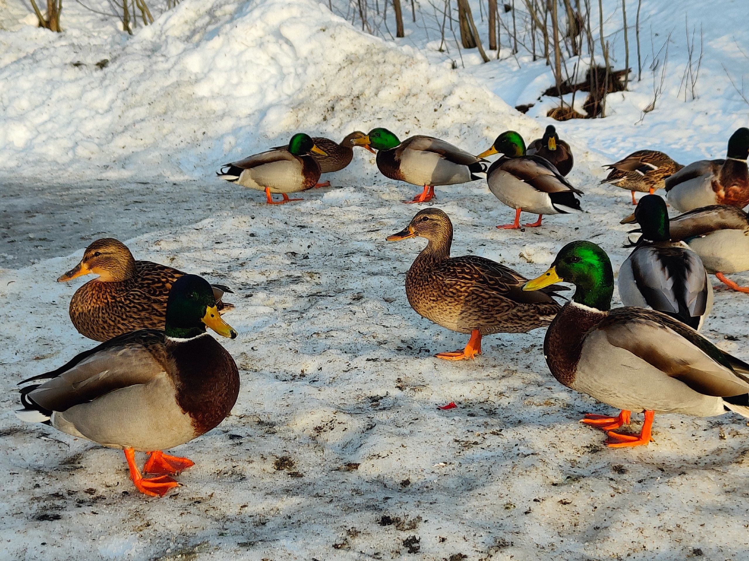 В Петрозаводске из-за теплой зимы стало больше уток