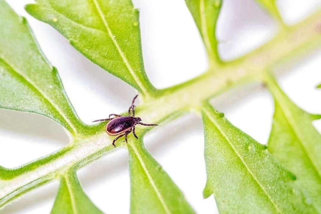 Карелию внесли в список регионов с высоким риском заражения клещевым энцефалитом