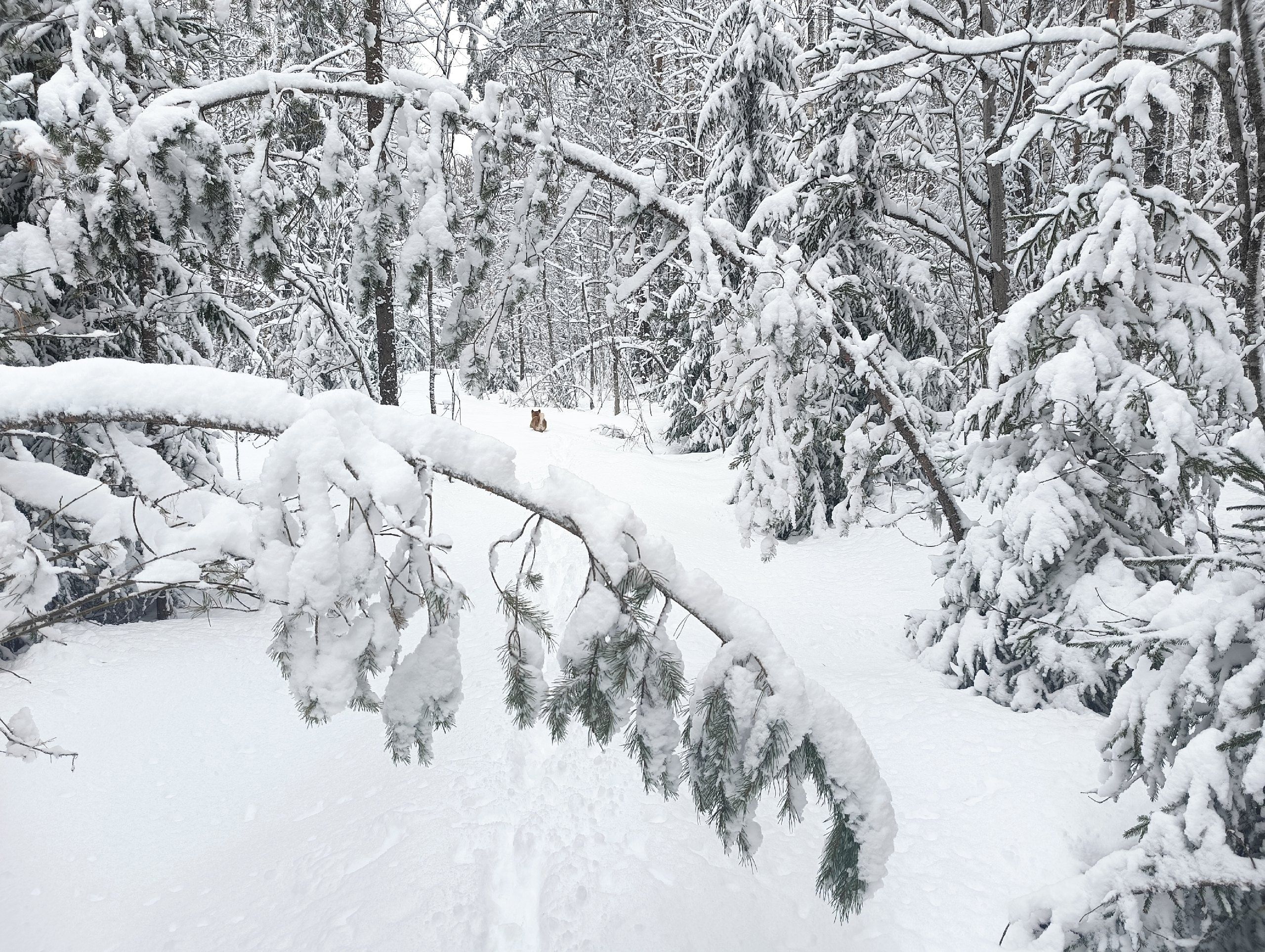 Январь в Карелии побил рекорд по количеству выпавших осадков