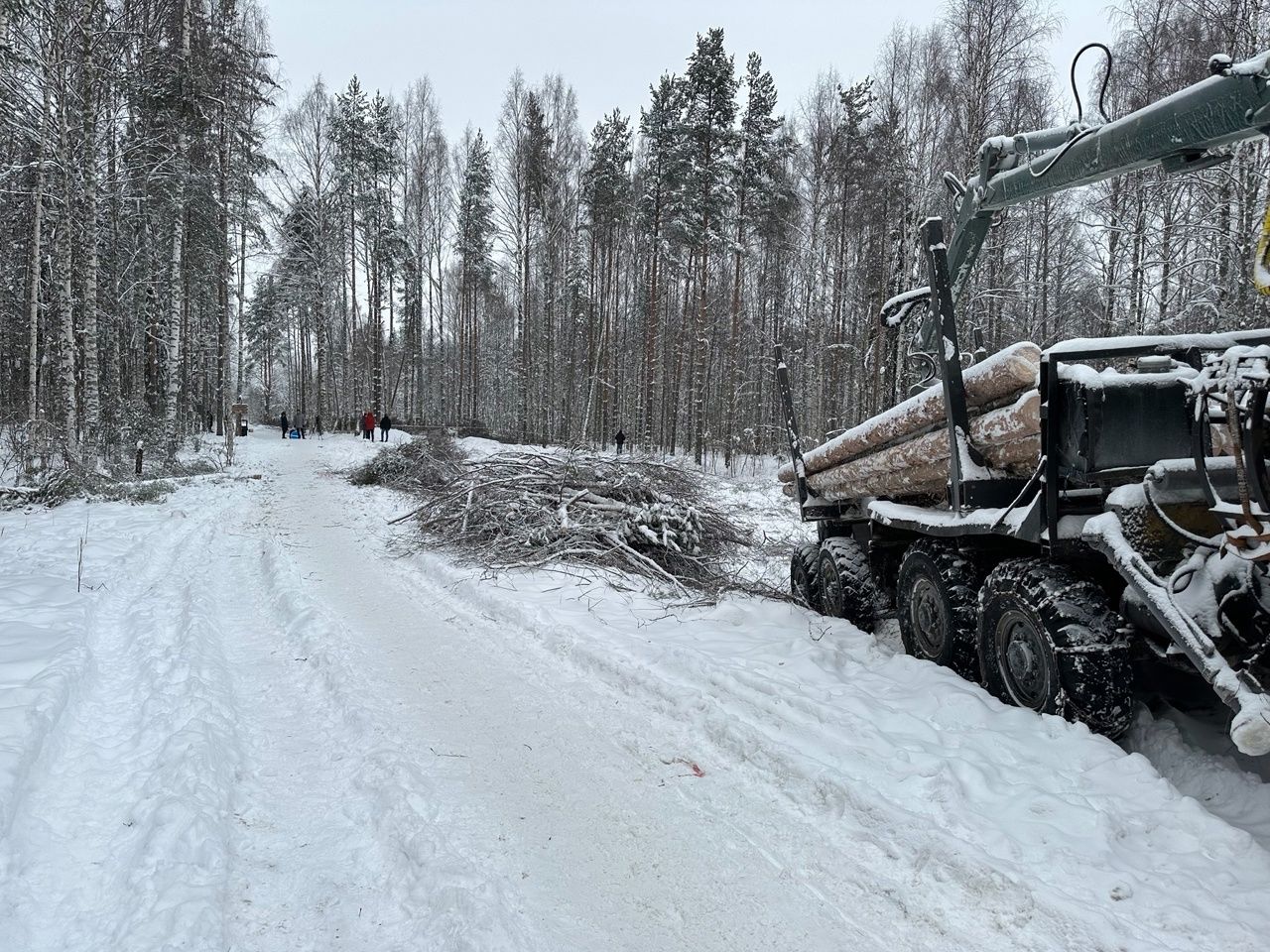 Петрозаводская мэрия прокомментировала рубку леса на Древлянке