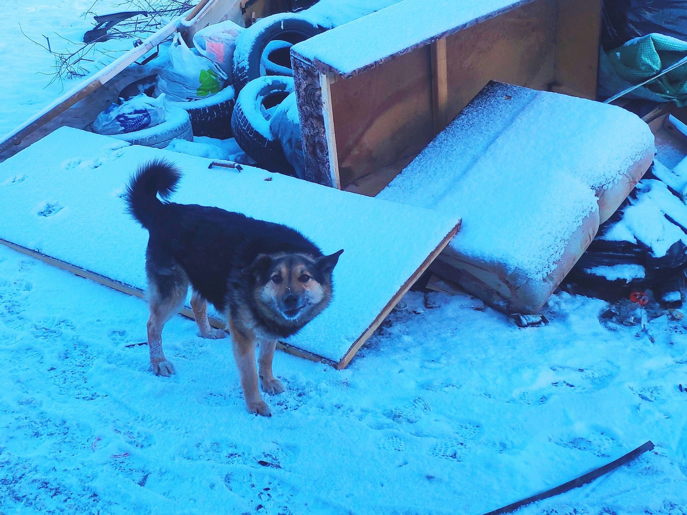 Александр Бастрыкин поручил проверить инцидент с нападением собак на жительницу Кеми