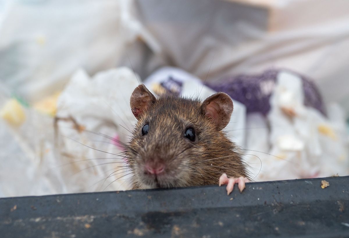 Лесной хищник вновь охотился у школы в Петрозаводске