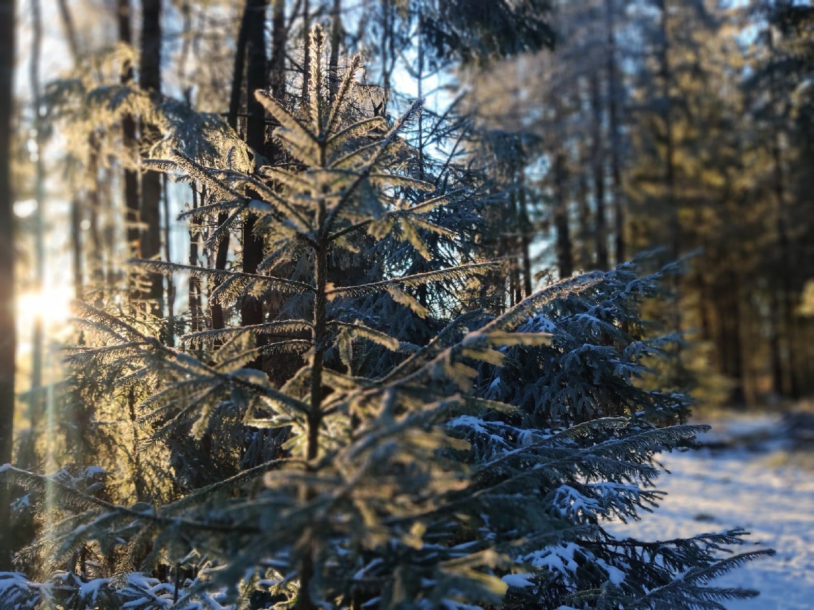 Ночью до -18°С: прогноз погоды на 2 января