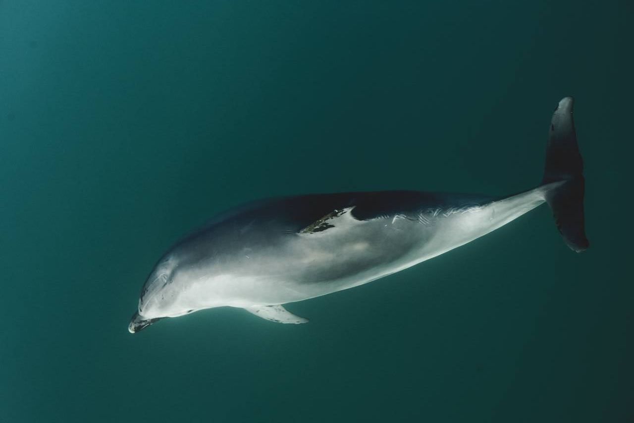 Число погибших после разлива мазута в Черном море дельфинов выросло до 60