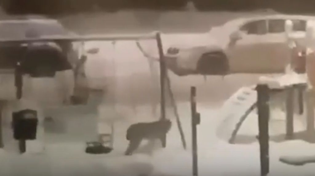 Рысь ночью посетила детскую площадку на Древлянке в Петрозаводске