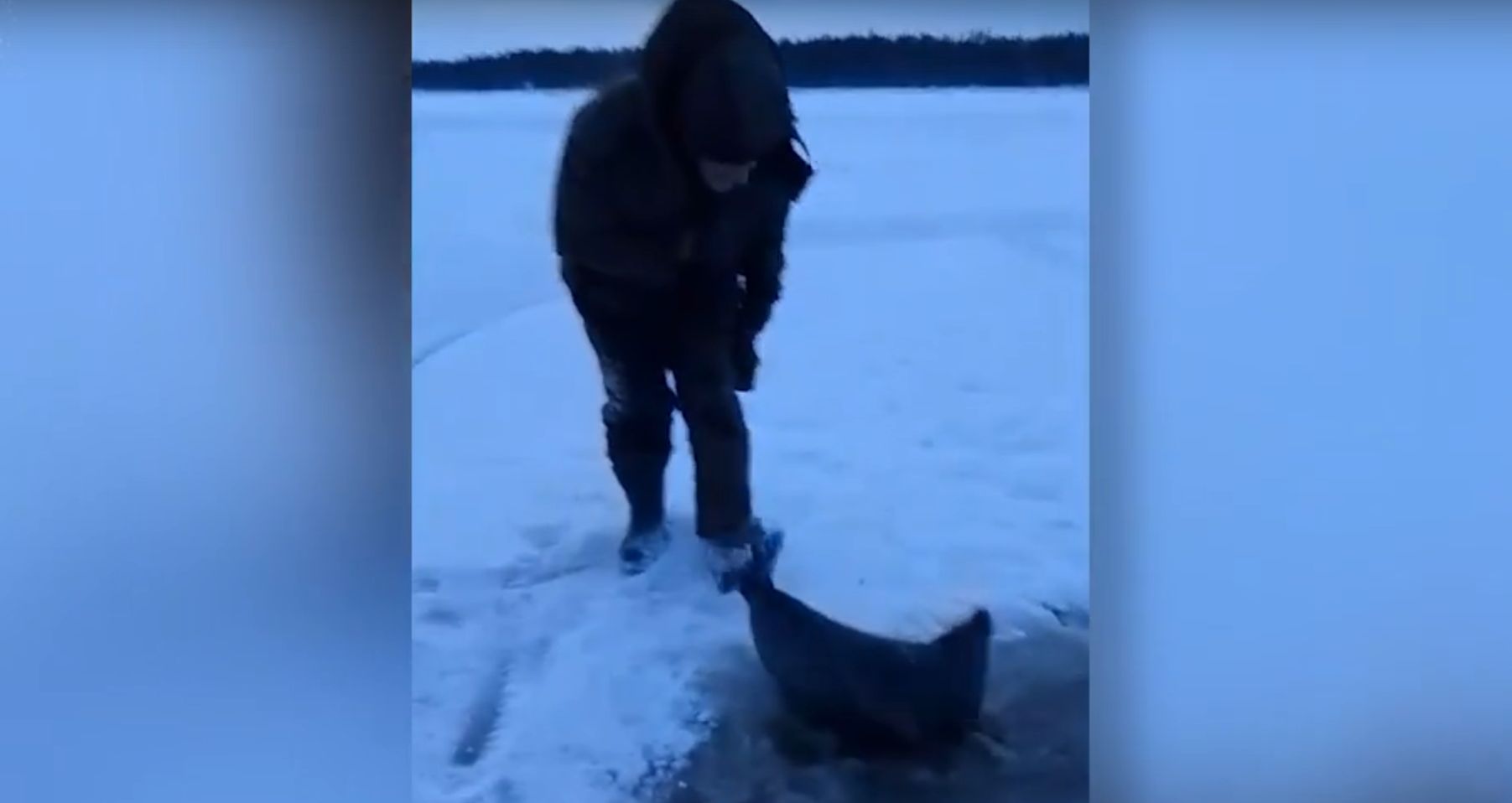 Рыбак спас тюленя, застрявшего в лунке на Белом море