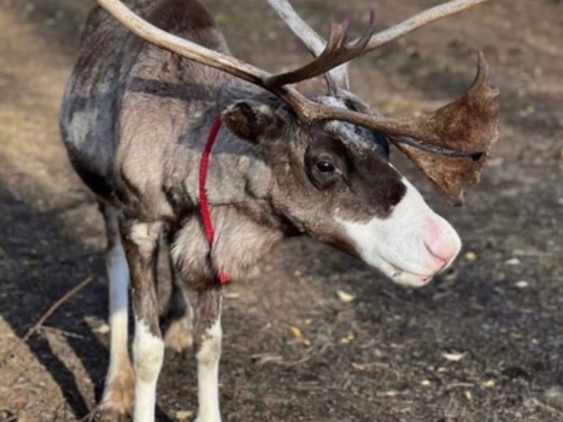 Для охраны краснокнижных северных оленей в Карелии нужно создать пять заказников
