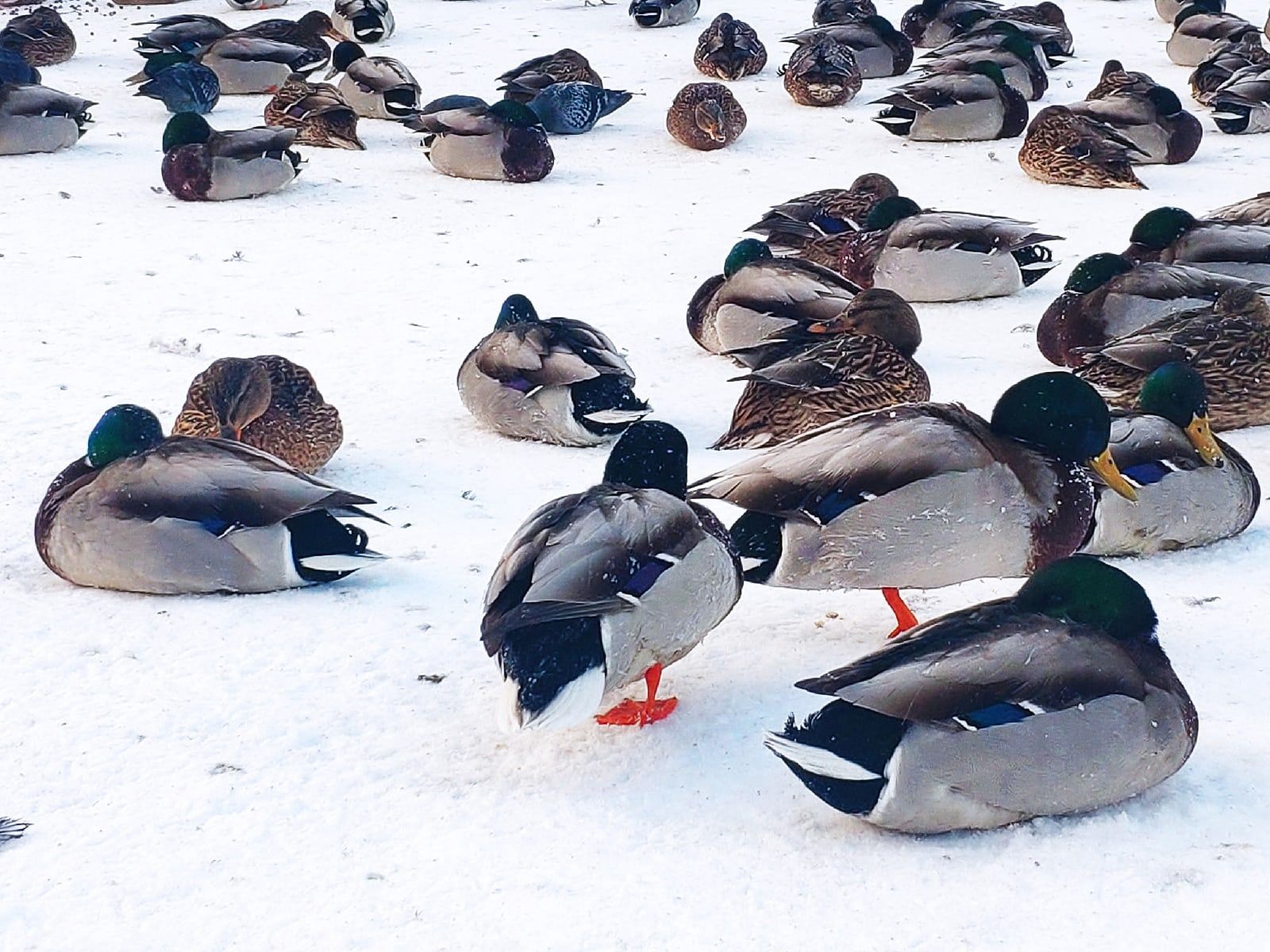 Ночью до минус 29. Прогноз погоды в Карелии на 13 января
