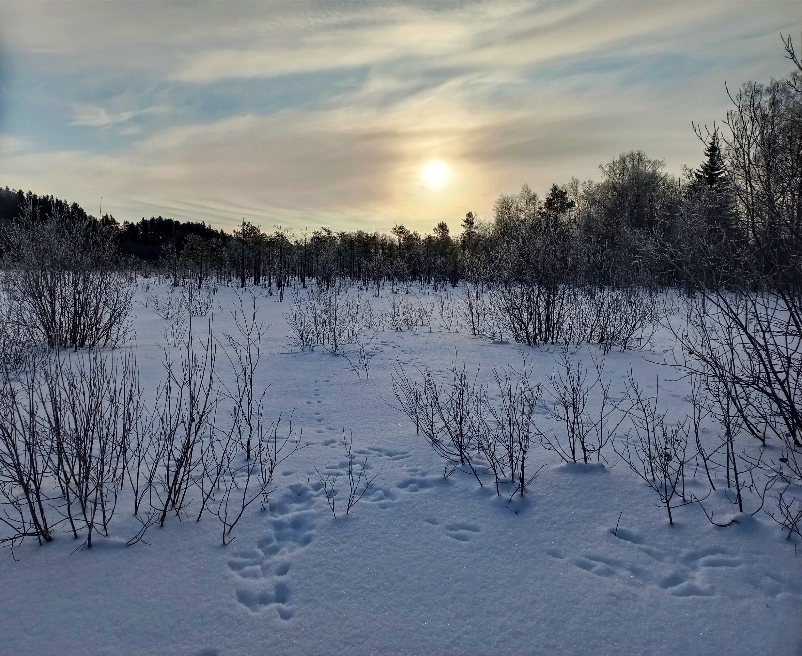 В Кижском заказнике посчитали лесных жителей