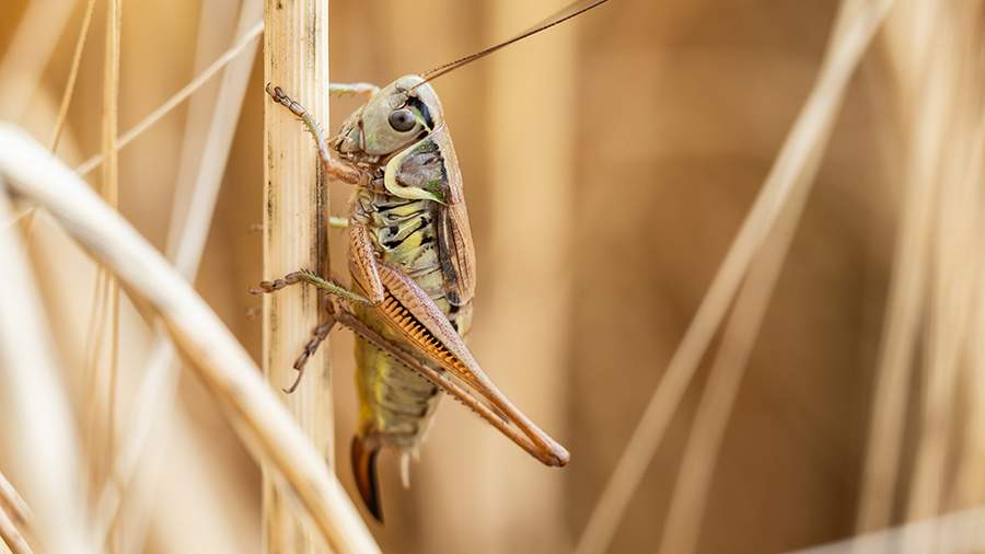 Из-за аномальной зимы Россию летом ждет нашествие саранчи