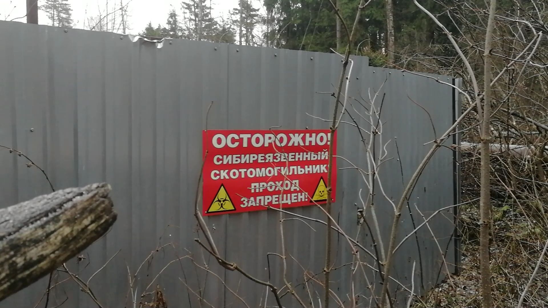 Неблагополучные территории по сибирской язве назвали в Карелии