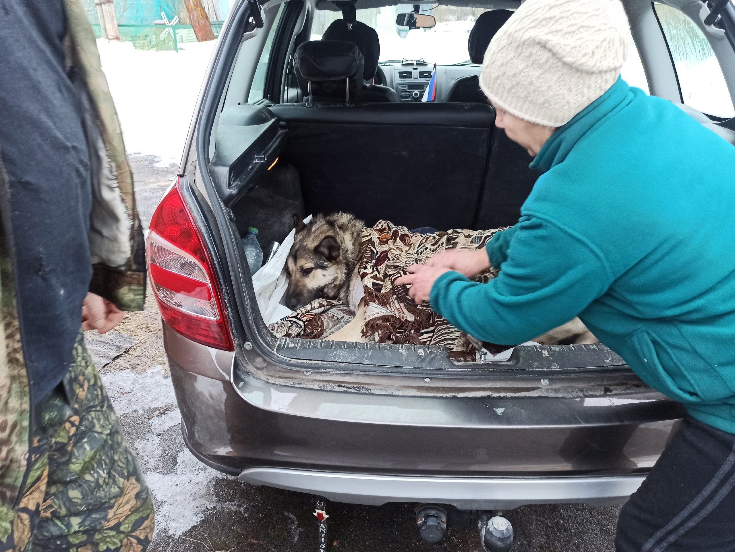 Петрозаводский приют для животных стерилизует бесплатно 250 кошек и собак