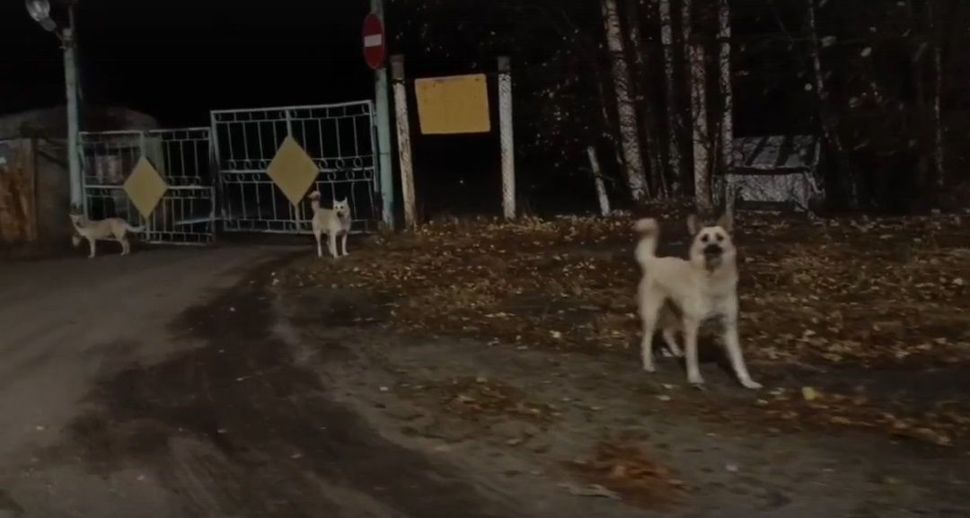 В Кемском районе с начала года в суд поступило три дела о нападении собак