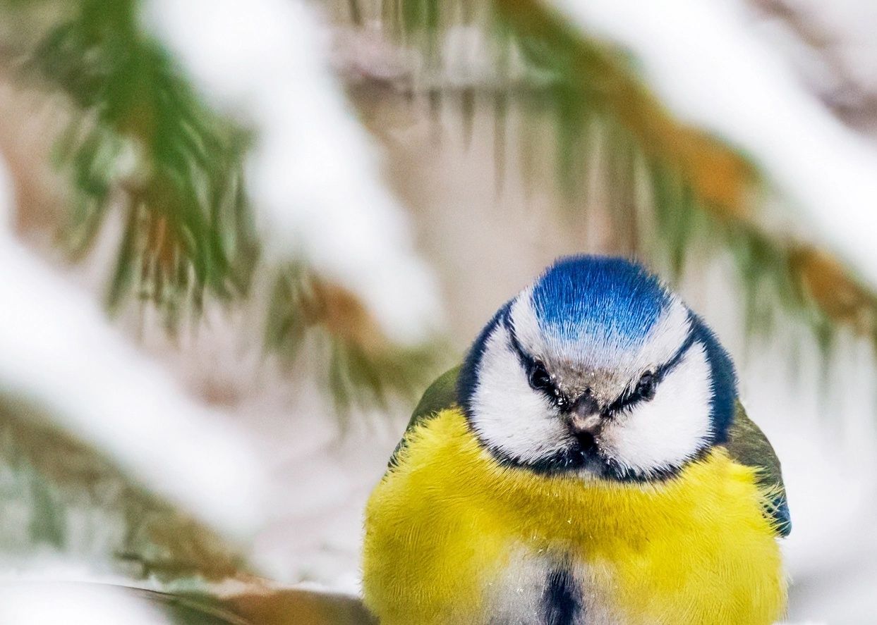 Ночной минус днем сменит плюс. Прогноз погоды на 27 февраля