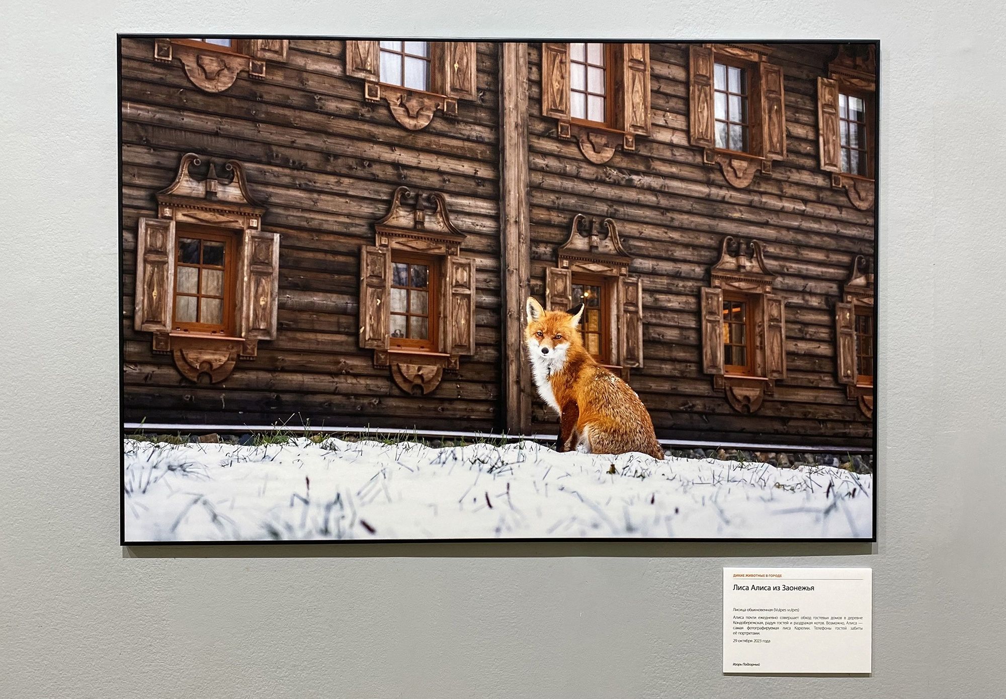 Фотография лисы из карельского Заонежья вошла в список лучших на фестивале «Первозданная Россия»