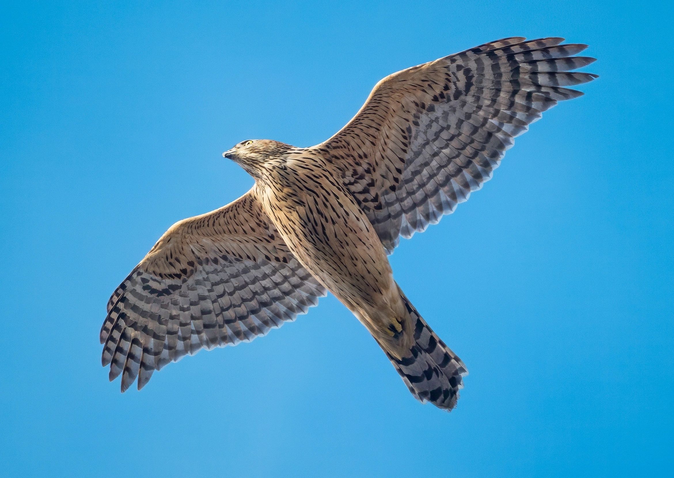 В Карельском гидрометцентре сделали прогноз на мужской праздник