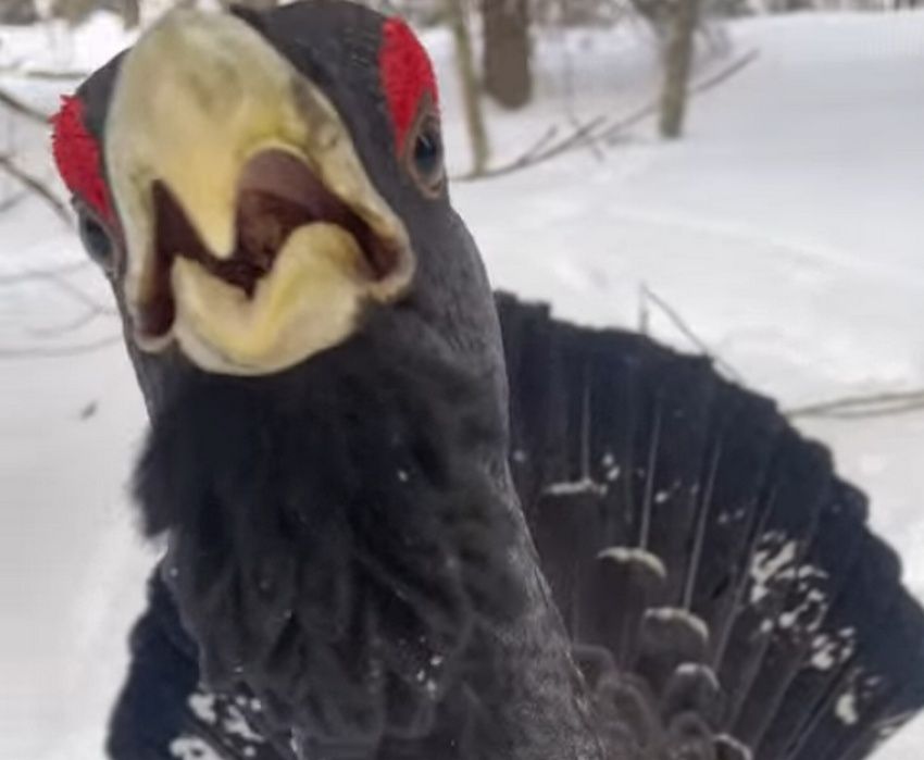 Петрозводчанка встретила на «Фонтанах» общительного глухаря