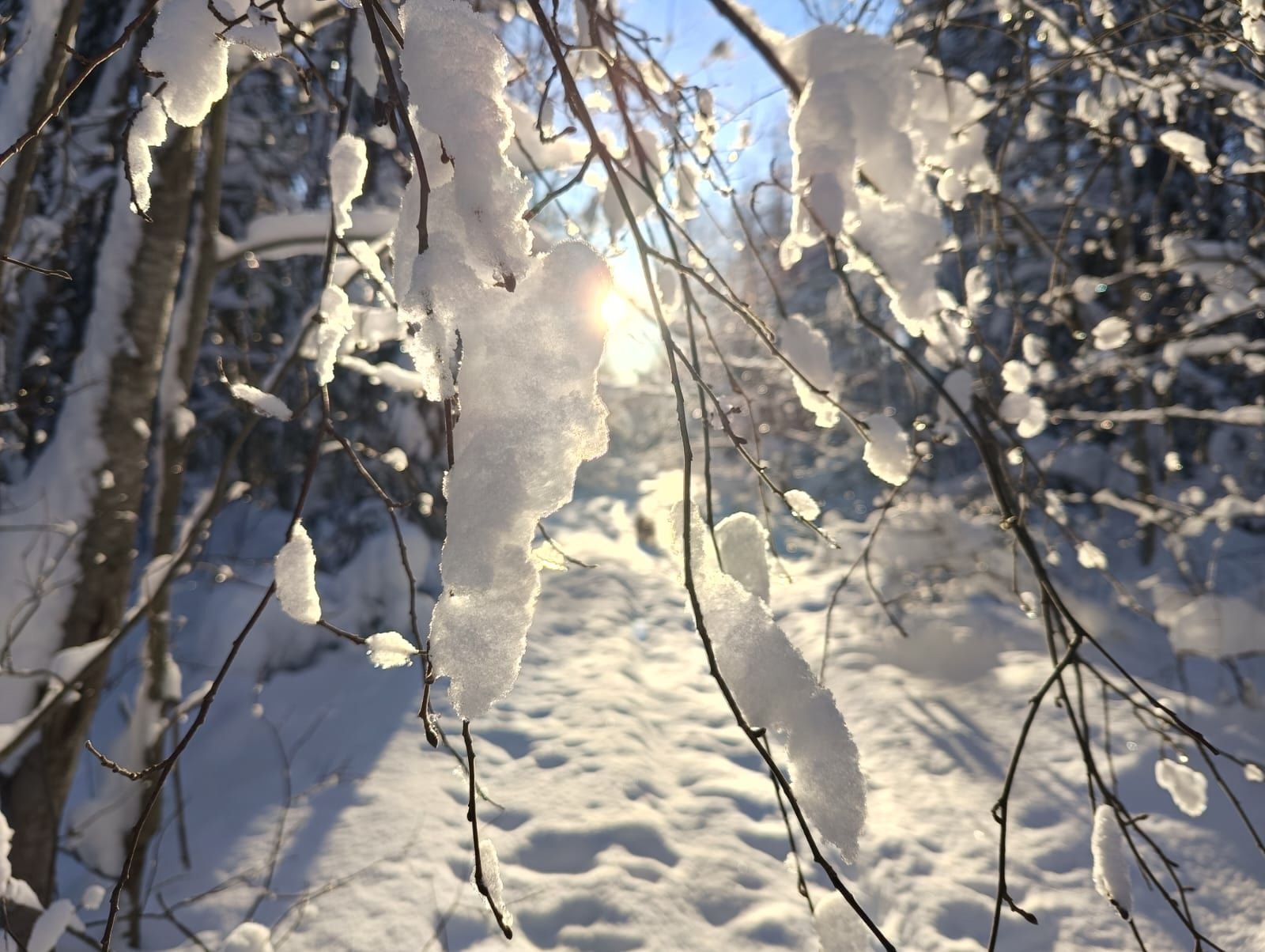 Ночью минус, днем плюс. Прогноз погоды в Карелии на 26 февраля