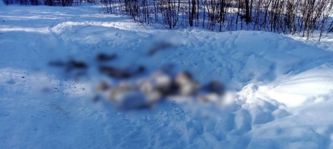 Останки коровы обнаружили в одном из микрорайонов Петрозаводска