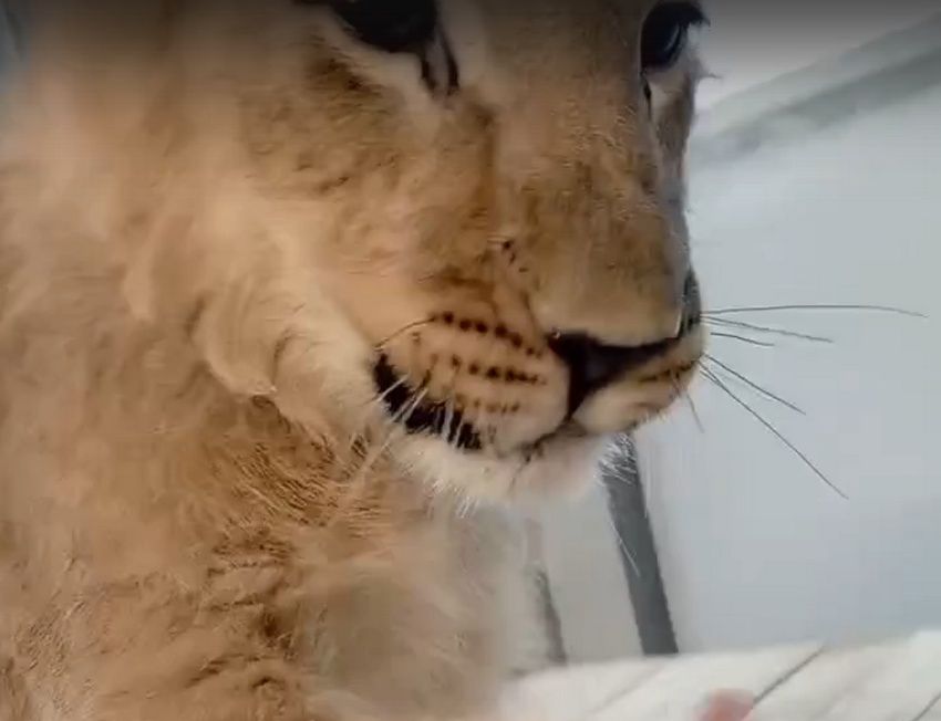 «Теперь у нас есть настоящий звездный хищник»: в Карельском зоопарке родился львенок Симба