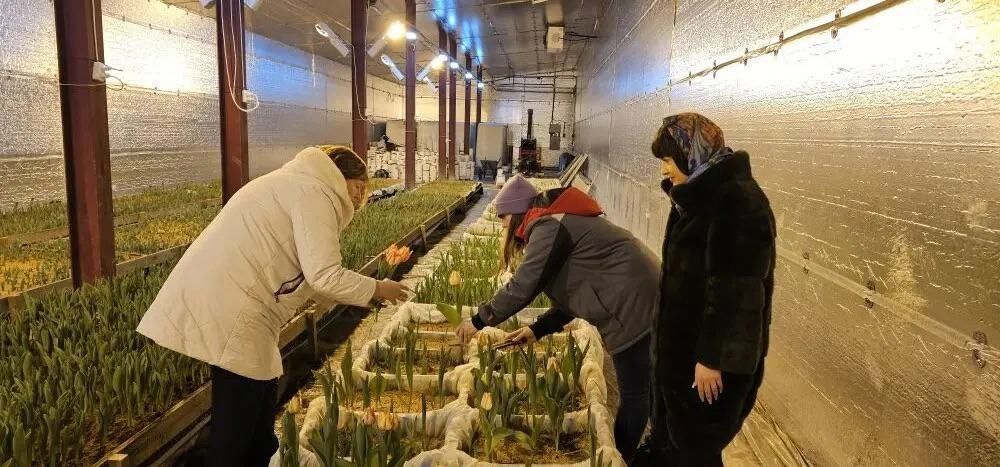 Кареллесхоз взялся за выращивание тюльпанов в межсезонье