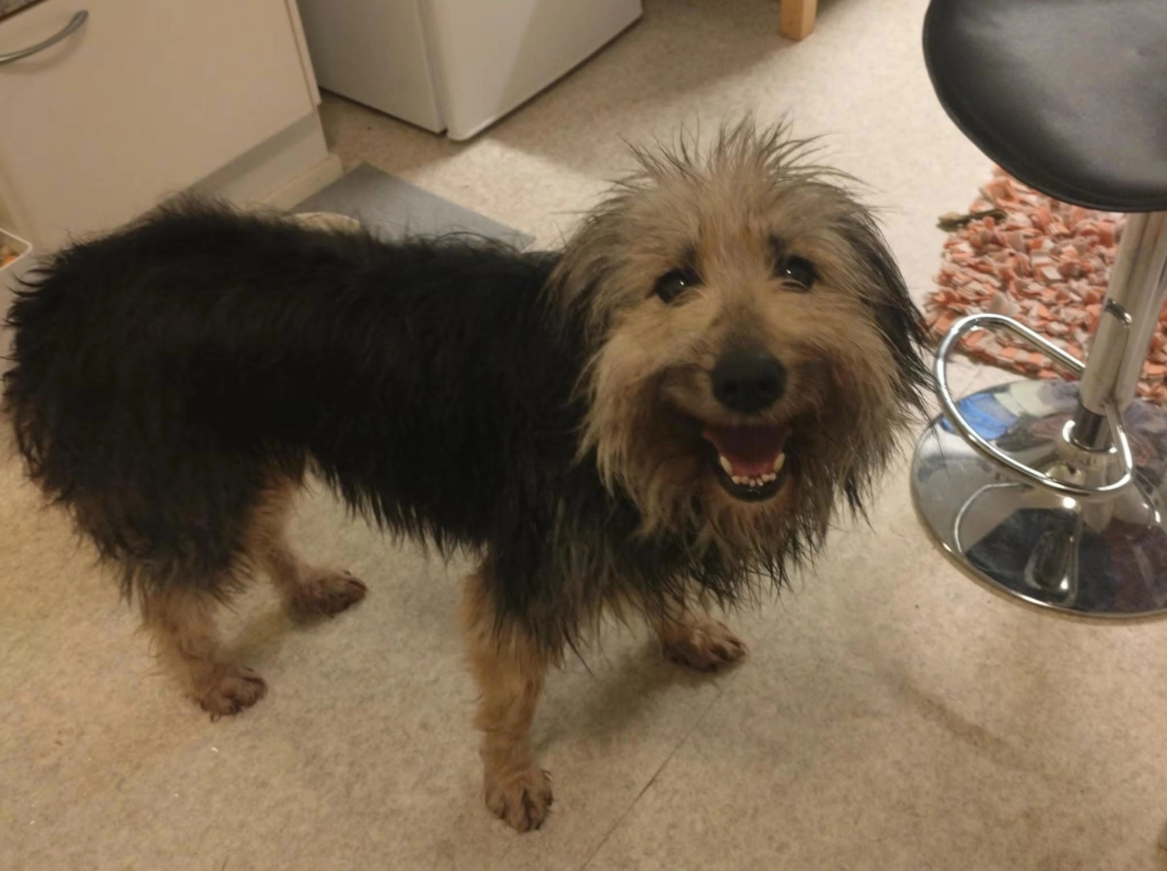 Собака сбежала из российского приюта и после месяцев скитаний обрела дом в Финляндии