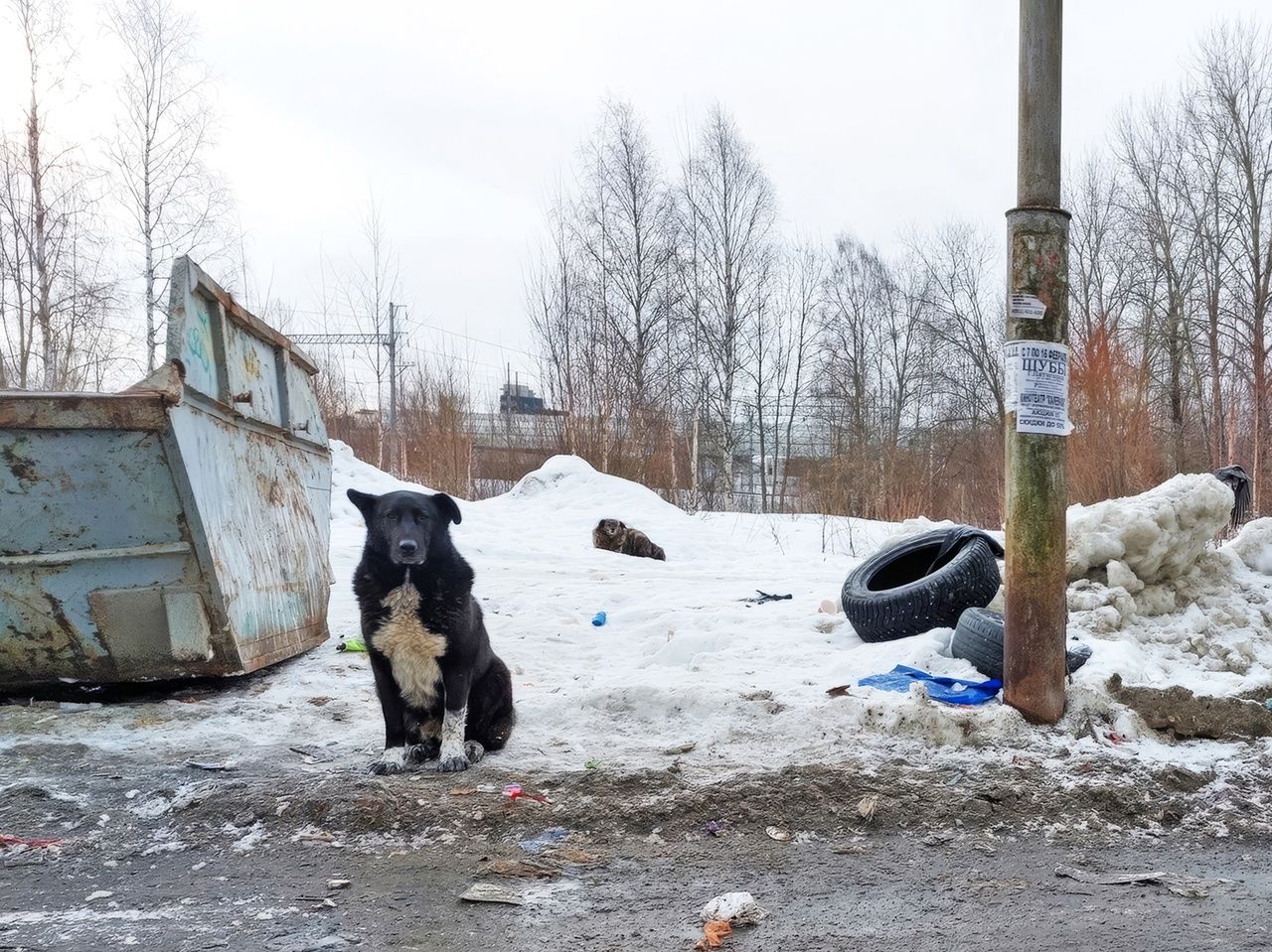 В Госдуме разработали проект об учете домашних животных